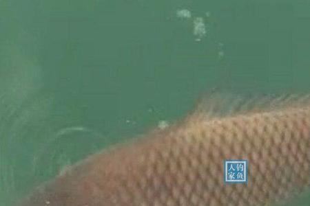 野生黄金鲤鱼能吃吗