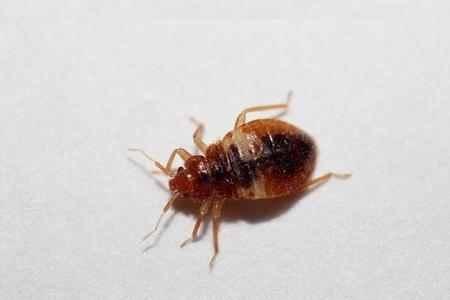 广东的臭虫几月份出没
