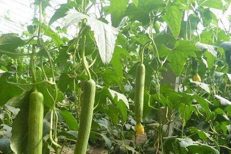 中伏菱丝瓜种植技术
