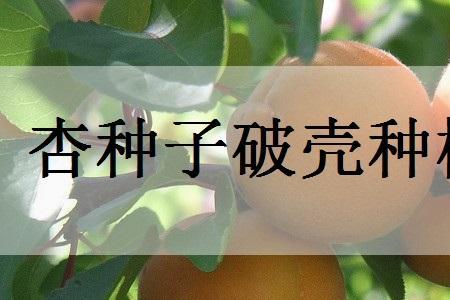 杏核在冰箱冷冻后能发芽吗
