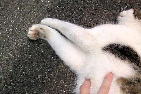怎么防止猫咪添屁屁