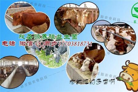 发酵饲料喂羊有什么好处
