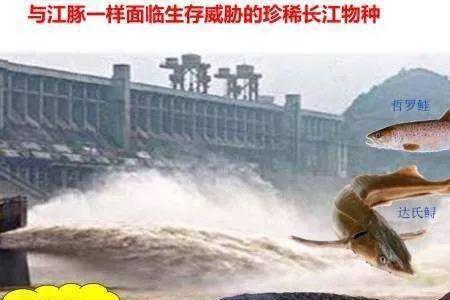 长江绝种鱼名单