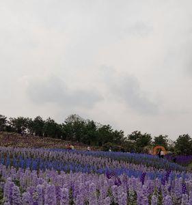彭州鲜花谷门票