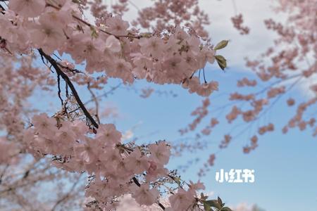 樱花后面加啥