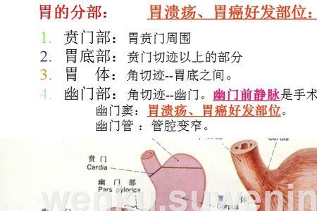 胃包括哪三个组成