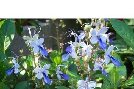 蓝蝴蝶养几年开花