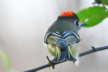 红冠鸟怎么养