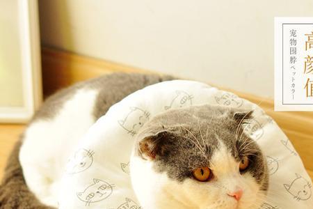 猫戴伊丽莎白圈选择什么猫碗