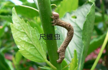 尺蠖能吃吗