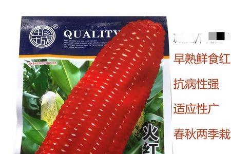 糯玉米种子隔年可以种吗