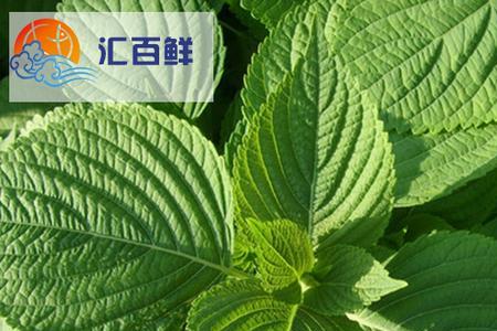 苏子叶花语