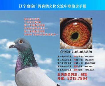雄鸽要关多久才旺