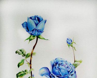彩铅画有什么商业价值