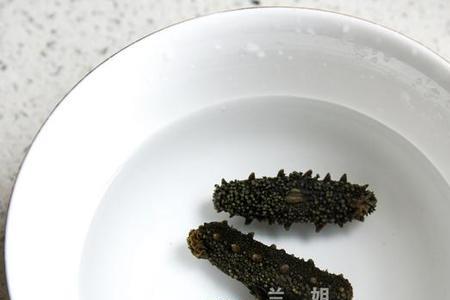 泡好的海参有多大