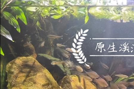 溪流缸鱼梳提高几公分