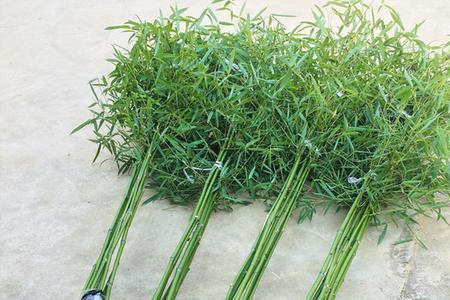 根除院子的竹子好不好