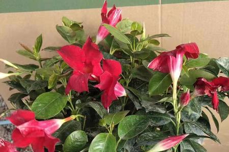 万里飘香藤花有白虫怎么治