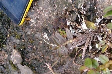 湖北恩施的铁皮石斛是真的吗