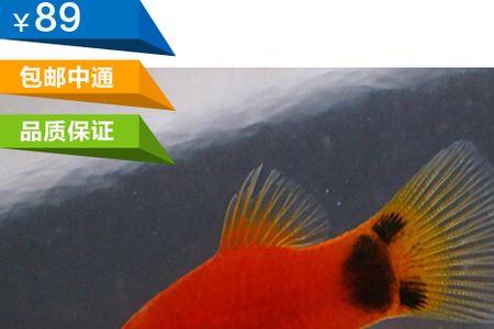 红色小热带鱼是什么品种的鱼
