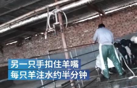 乳羊屠宰过程