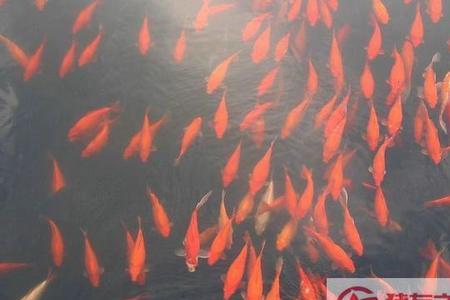 红鲤鱼刺多吗