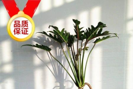 水培春羽能活多久