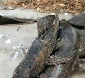 什么鱼叫地沟油鱼