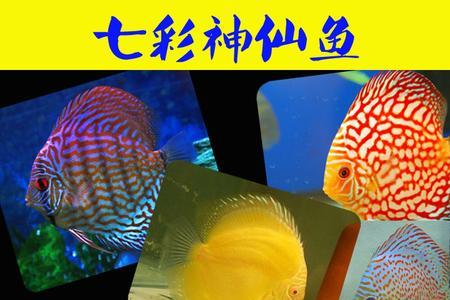 红色条纹七彩色神仙鱼吃什么