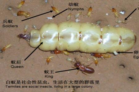 堆沙白蚁特点