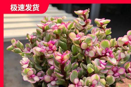 雅乐之舞喜阴还是喜阳