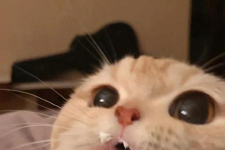 猫能吃人吗