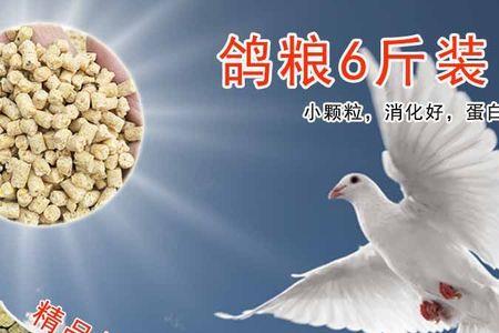鸽子不喂鸽粮行吗