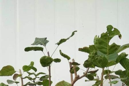 10月栽种黄栌生桩需要缠膜么