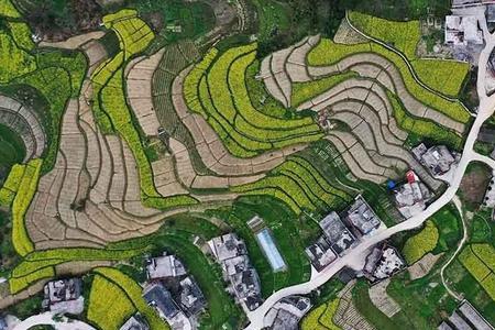 黔江油菜怎么怎么种植
