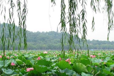鸿恩寺公园荷花开了吗