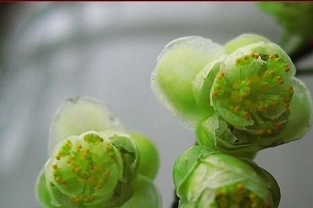 山苍子花可晒干保存吗