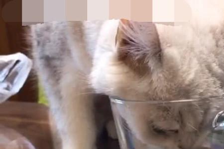 猫渴或者饿的时候什么反应