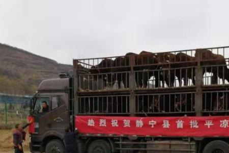 货车拉牛需要什么手续