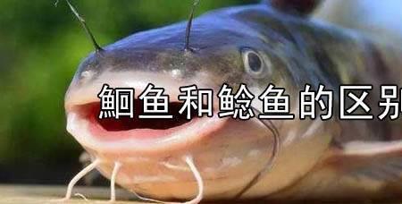 鮰鱼营养高还是鲶鱼高