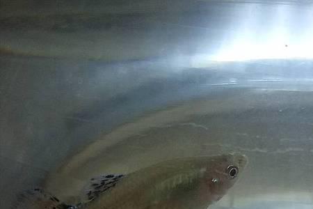 孔雀鱼几个月下一窝