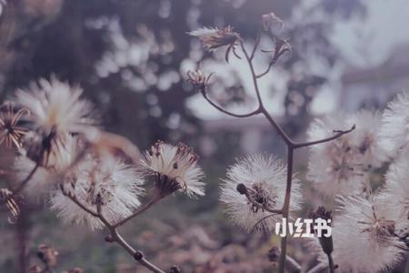 一股风和一阵风有什么区别