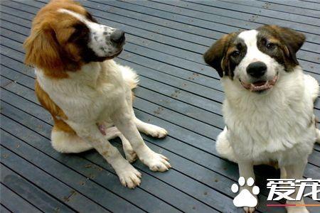 圣伯纳犬好还是中亚牧羊犬好