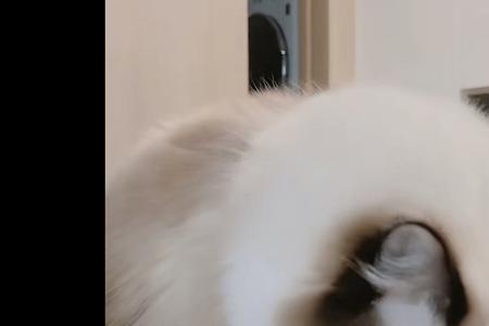 lisa宠物的名字