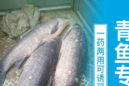 诱鱼剂是不是引蛇
