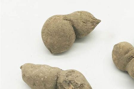 三青叶和三叶青的区别