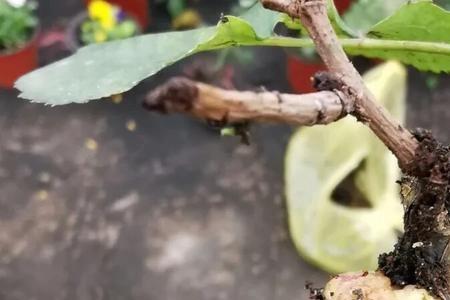 树状月季树皮长瘤的原因和解决