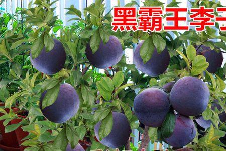 黑霸王李子好吃吗