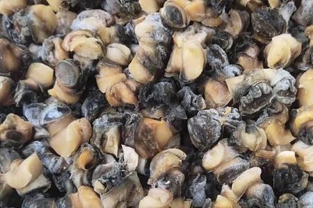 石螺肉质硬是什么原因