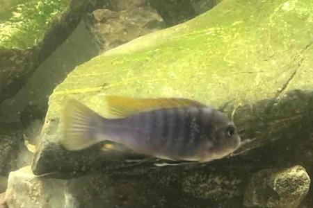 彩虹鲨和三湖慈鲷混养